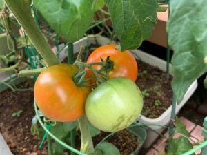 トマト　家庭菜園