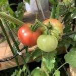 家庭菜園　トマト鉢植え