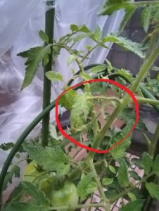 家庭菜園トマト
